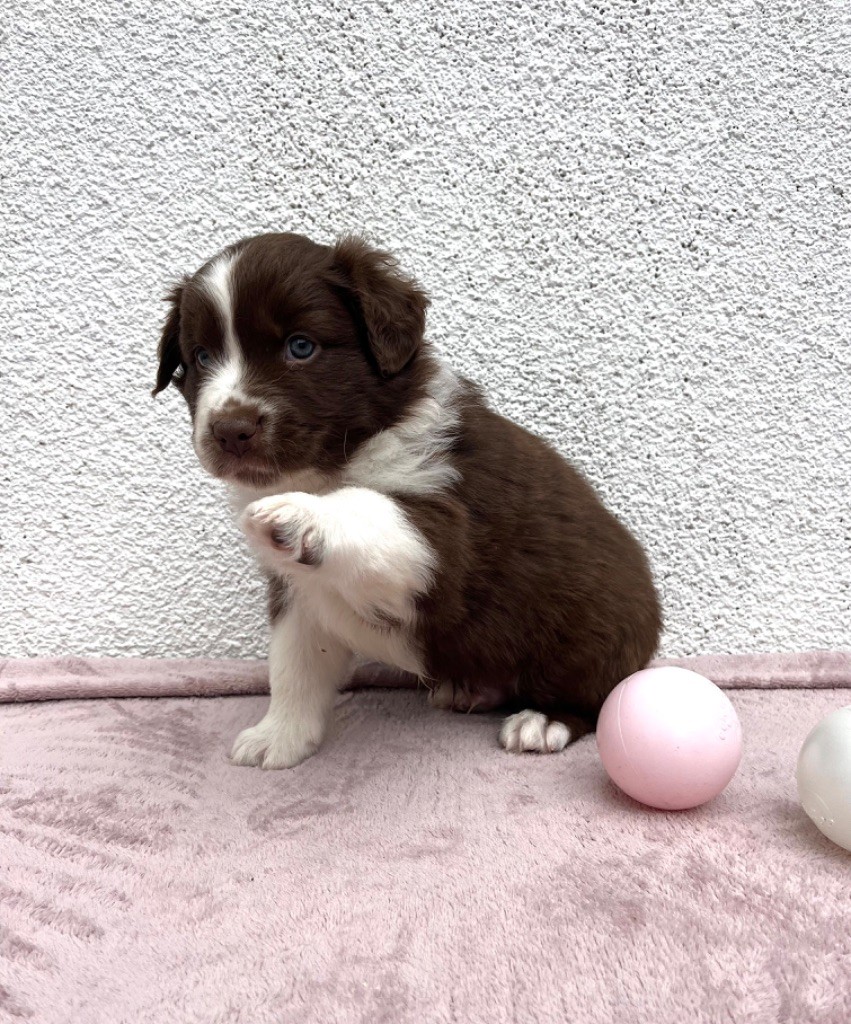 Du Bois D’Eltik - Chiot disponible  - Berger Australien