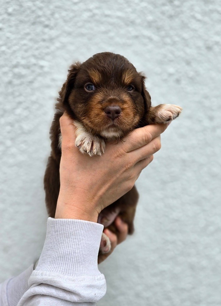 Du Bois D’Eltik - Chiot disponible  - Berger Australien