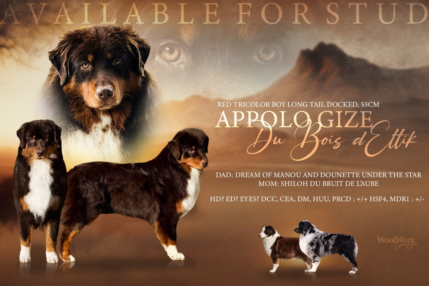 Appolo Gize Du Bois D’Eltik