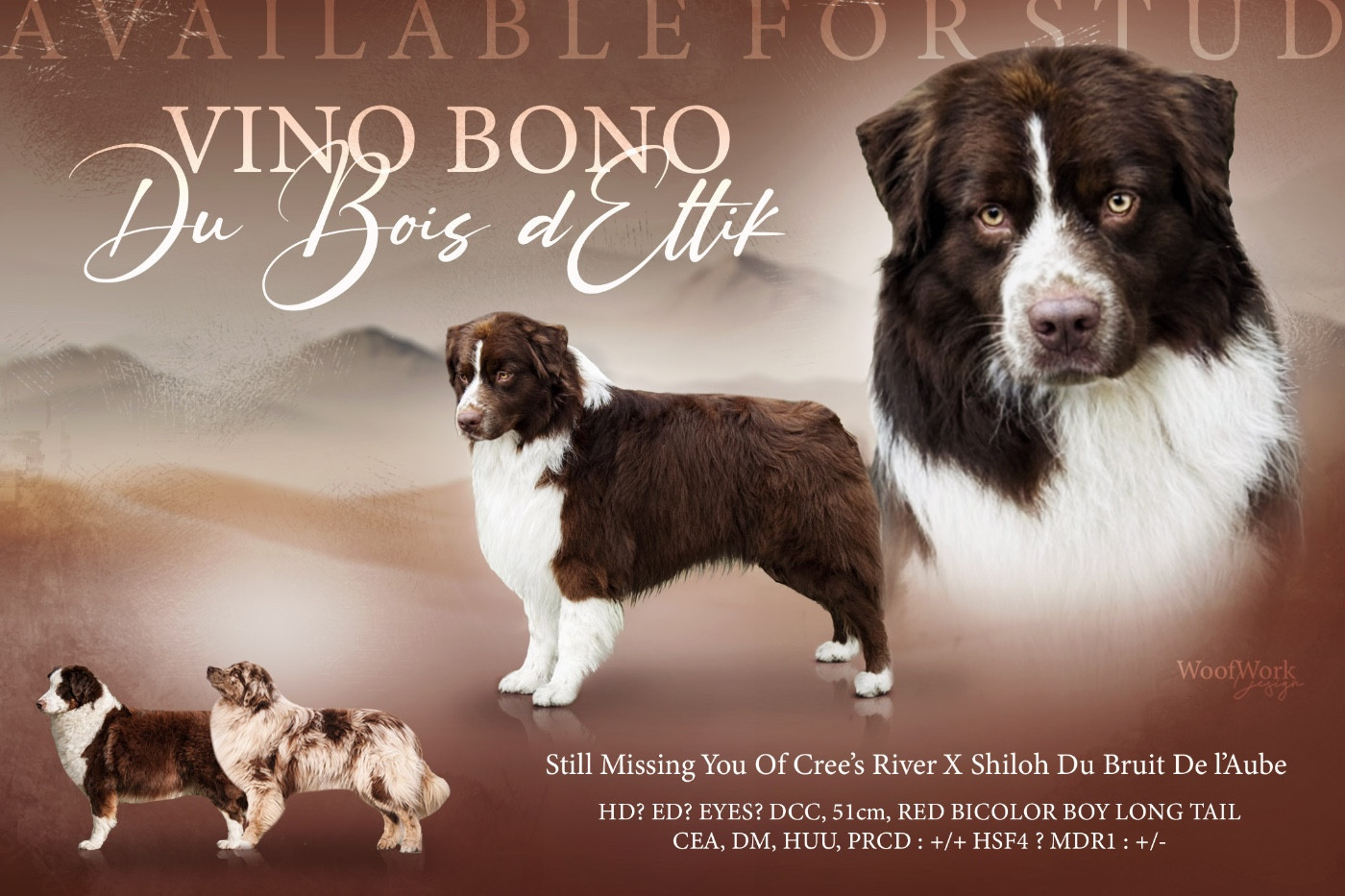 Vino Bono Du Bois D’Eltik