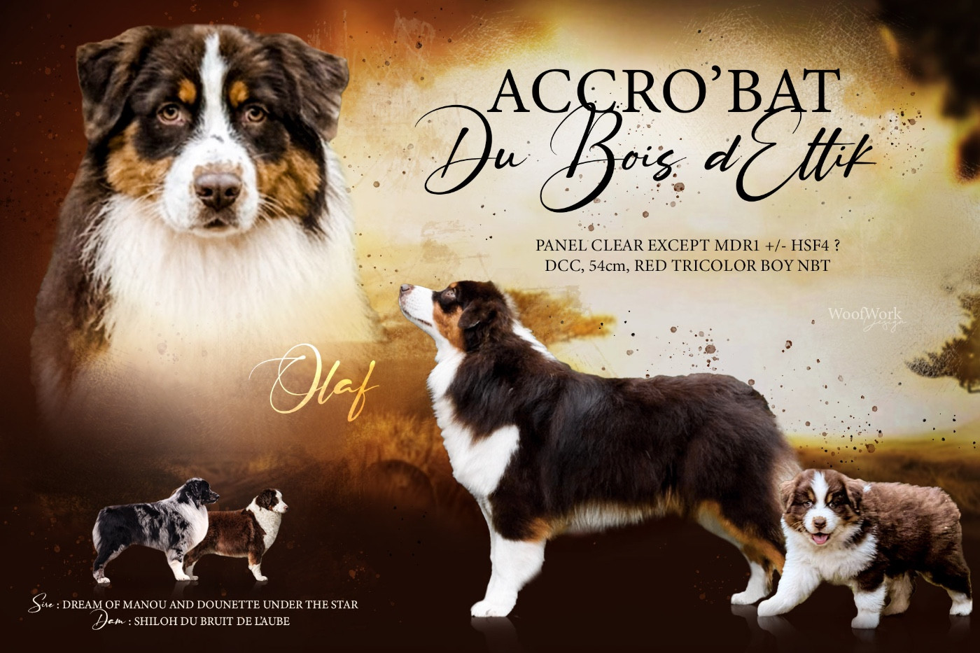 Accrobat Du Bois D’Eltik