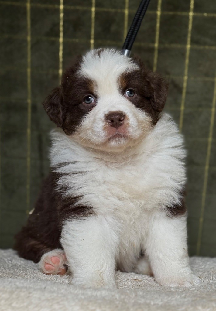 Du Bois D’Eltik - Chiots disponibles - Berger Australien