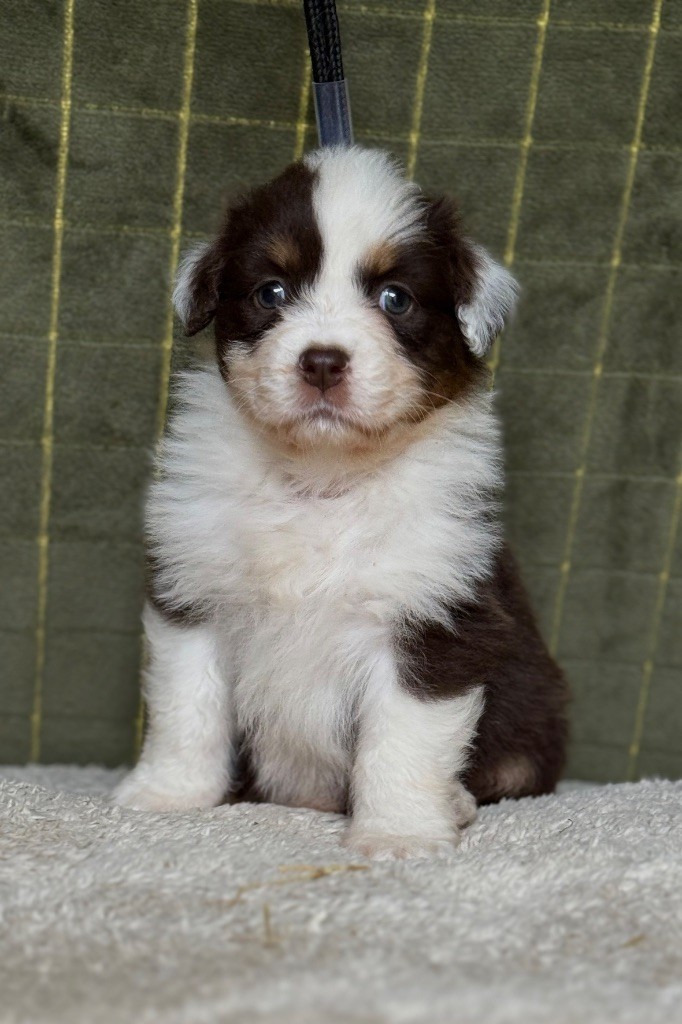 Du Bois D’Eltik - Chiots disponibles - Berger Australien