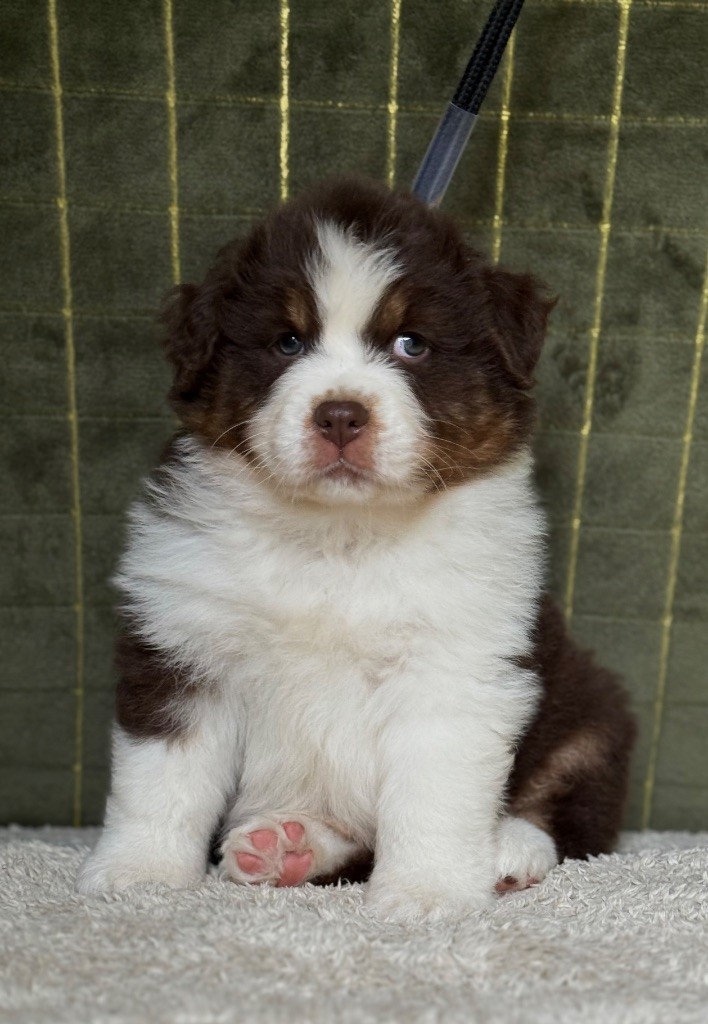 Du Bois D’Eltik - Chiots disponibles - Berger Australien