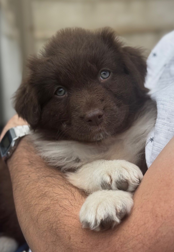 Du Bois D’Eltik - Chiots disponibles - Berger Australien