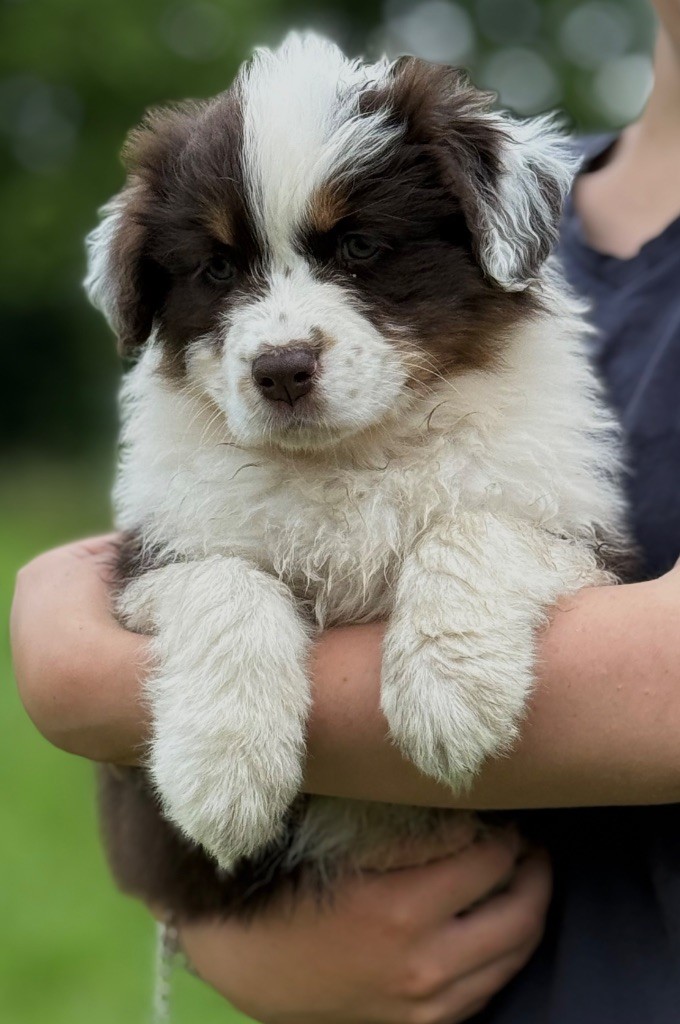Du Bois D’Eltik - Chiots disponibles - Berger Australien