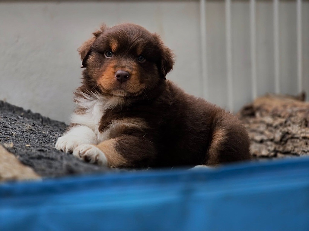 Du Bois D’Eltik - Berger Australien - Portée née le 08/08/2024